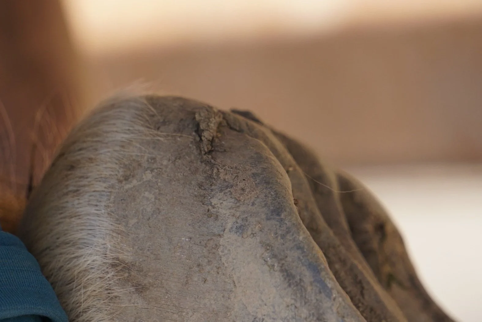 Nahaufnahme des Trachtenbereichs eines Pferdehufes.