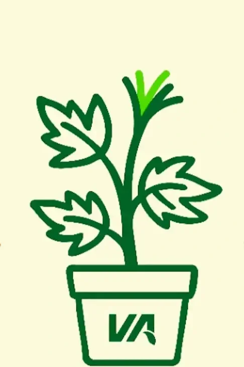 Line drawing of a potted plant with broad leaves.