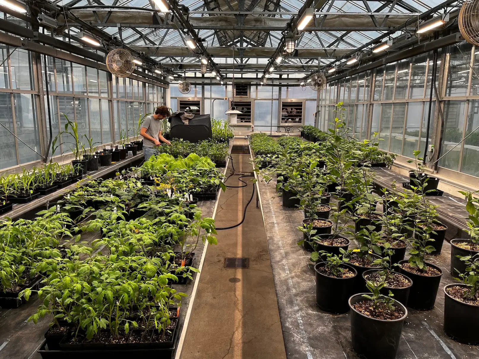 Inside a greenhouse with rows of potted plants, including corn and other vegetables, on either side of a central aisle. A person is tending to the plants on the left side.