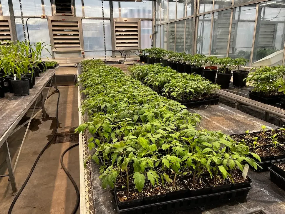 Indoor greenhouse with rows of potted seedlings and plants under grow lights.
