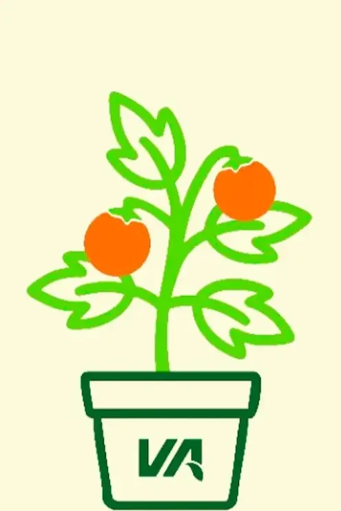 A drawing of a potted plant with green leaves and two tomatoes.