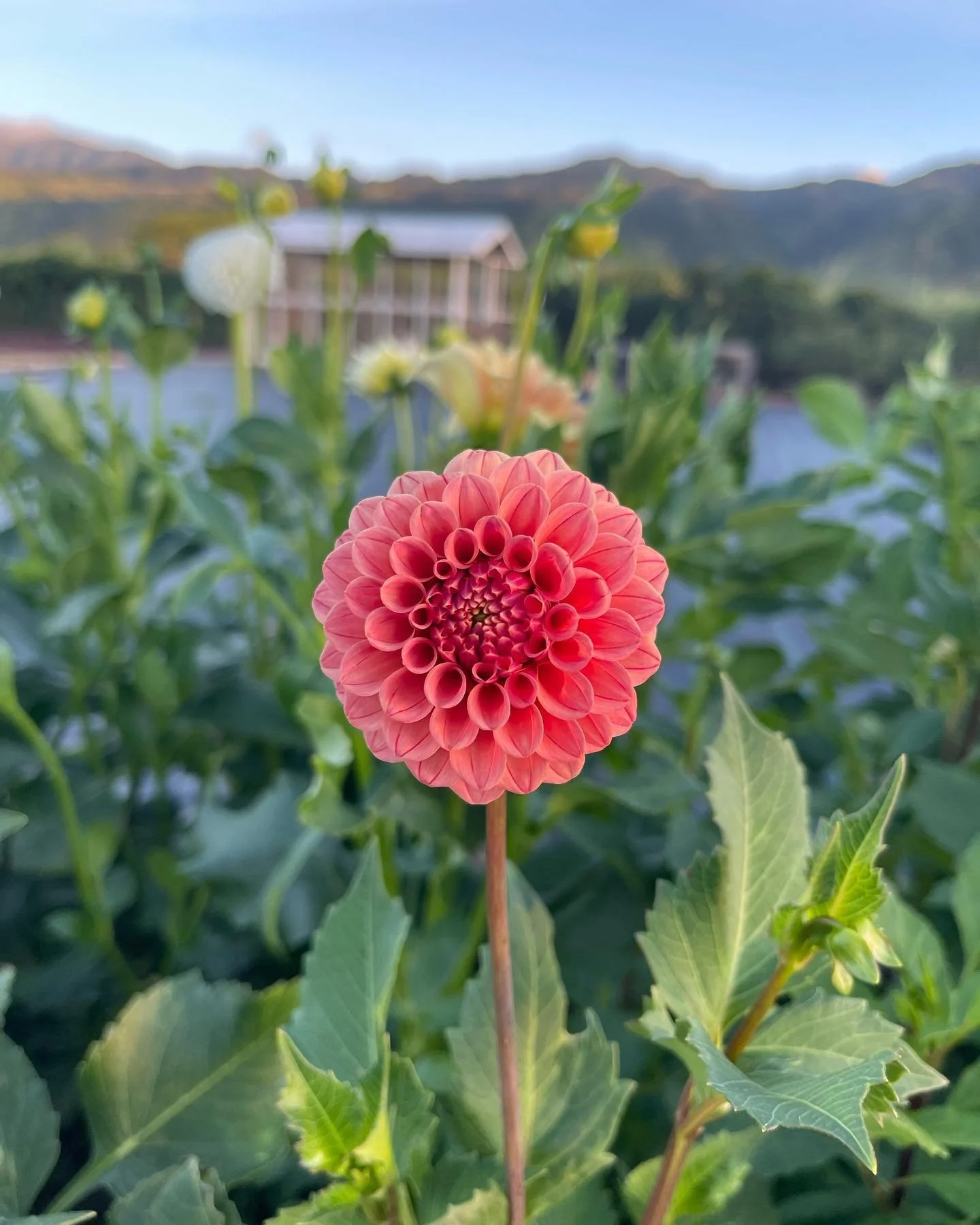 🌸Lots of gorgeous dahlias blooming🌸 DM to order!😍

@bellesflowershawaii 

#flowers #flower #flowershop #flowerstagram #flowerpower #flowerphotography #flowerlovers #allthingsflowers #flowerfarmerflorist #flowerfarmers #flowerfarming #flowerfarmera