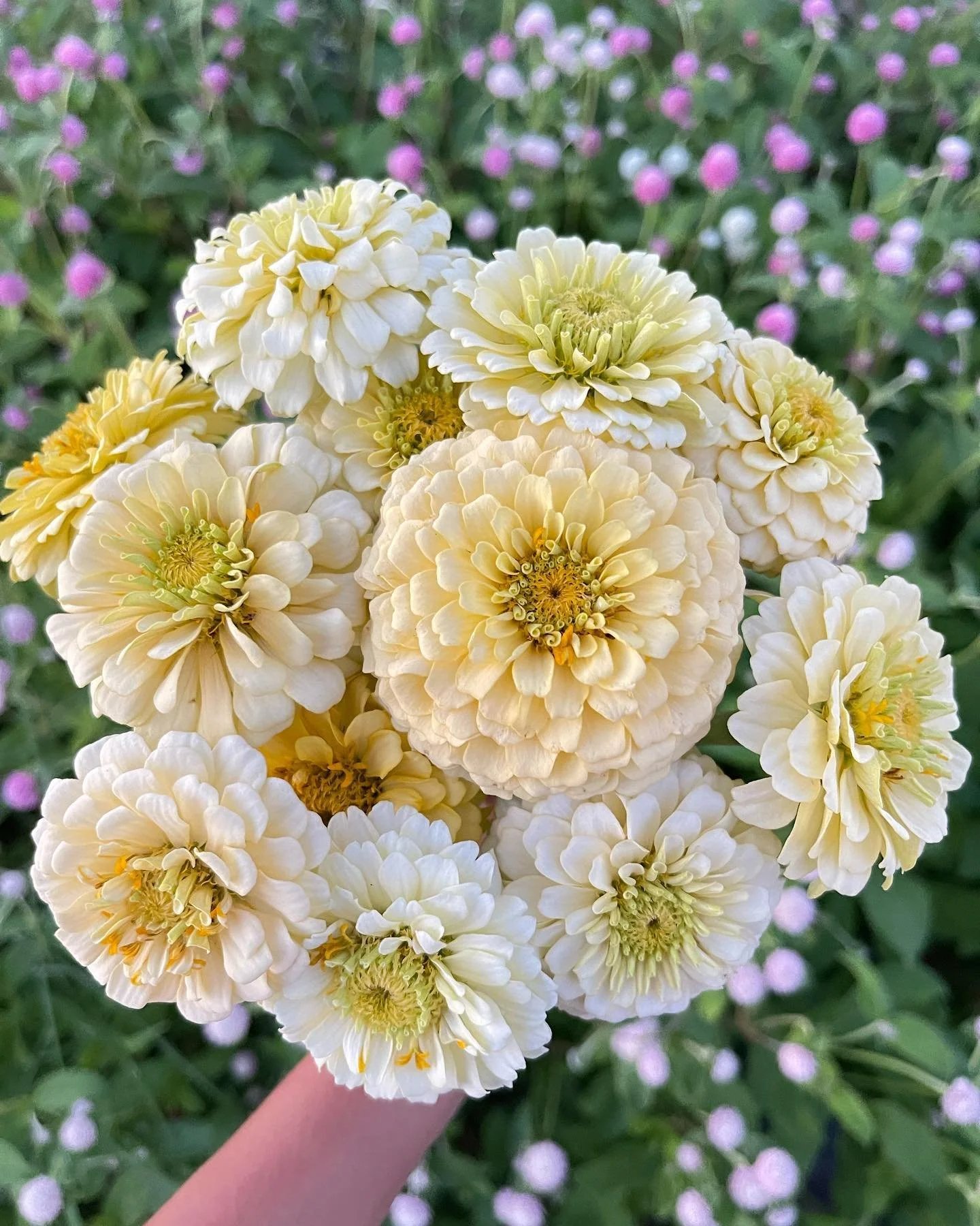 Our CSA Autumn share flower subscription is available for purchase now! Limited shares available so secure yours today! Subscribers will receive a mixed bouquet featuring the best of what&rsquo;s blooming + delicious poi banana bread from @hipie_ns b