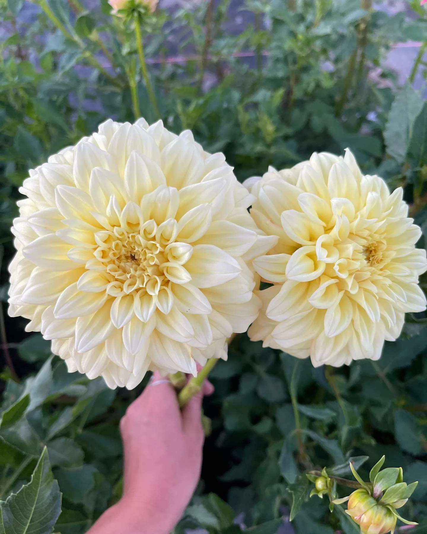 🌸 GIVEAWAY WINNER!! Congrats @jenwilliamshi !! 🌸 

Dahlia mixed jar arrangement! Pick up Saturday @hi_pie Bakery between 9am- 4pm. 

TO ENTER: like this post, follow @bellesflowershawaii + @paradisebloomshawaii share post, and tag a few friends! En