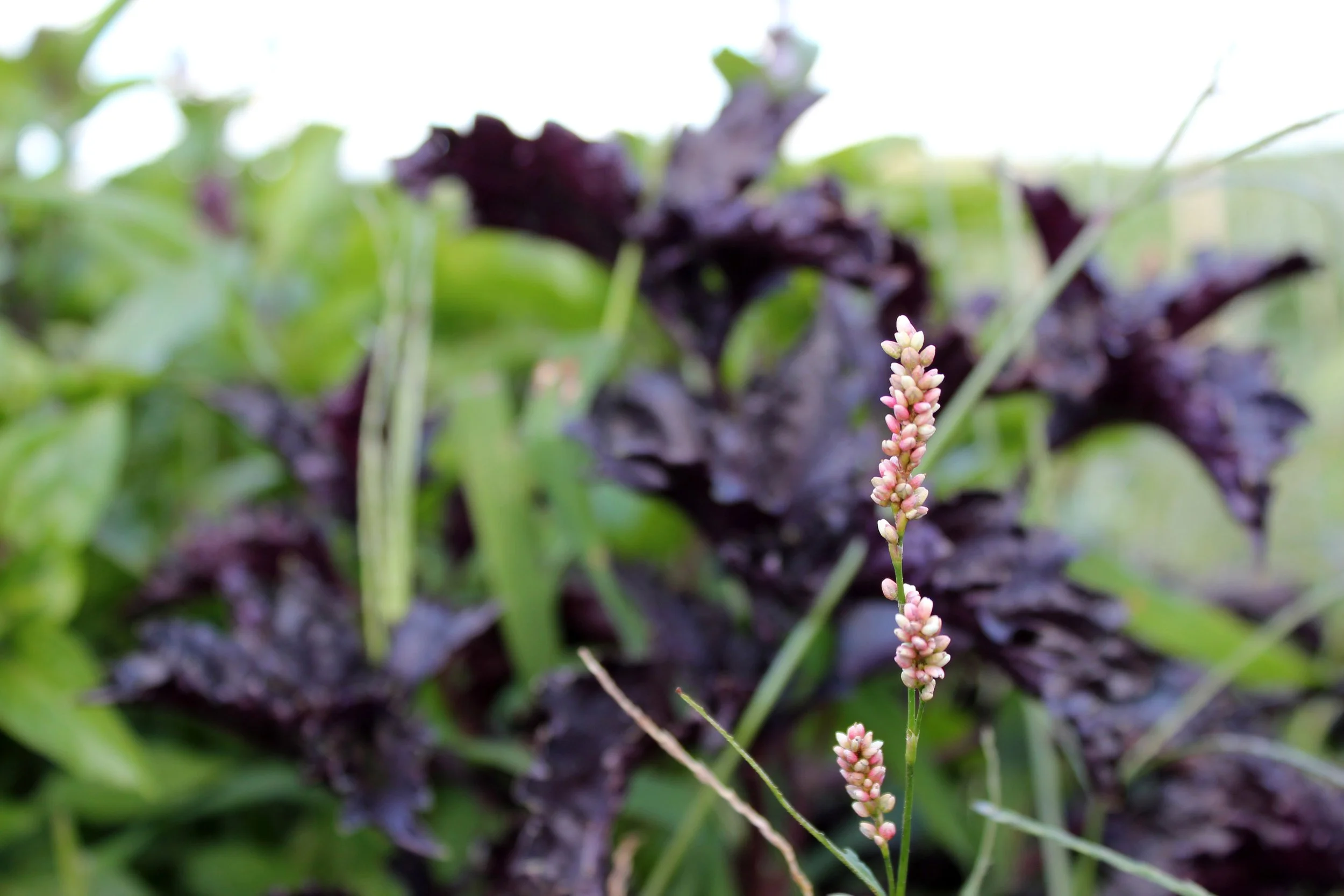 Close-up of a pink flowering plant with small buds, surrounded by green and purple leaves.
