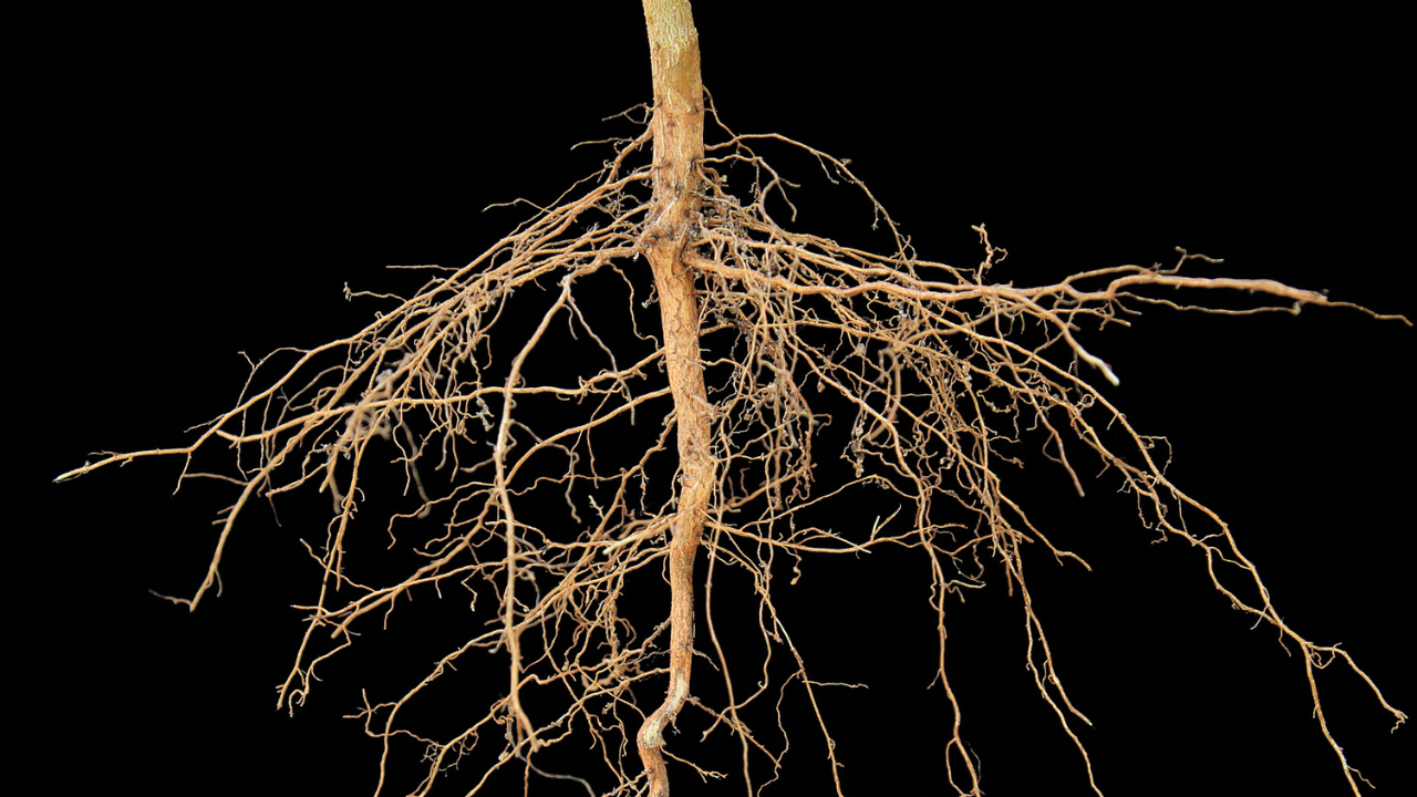 Root of Safety Meditation