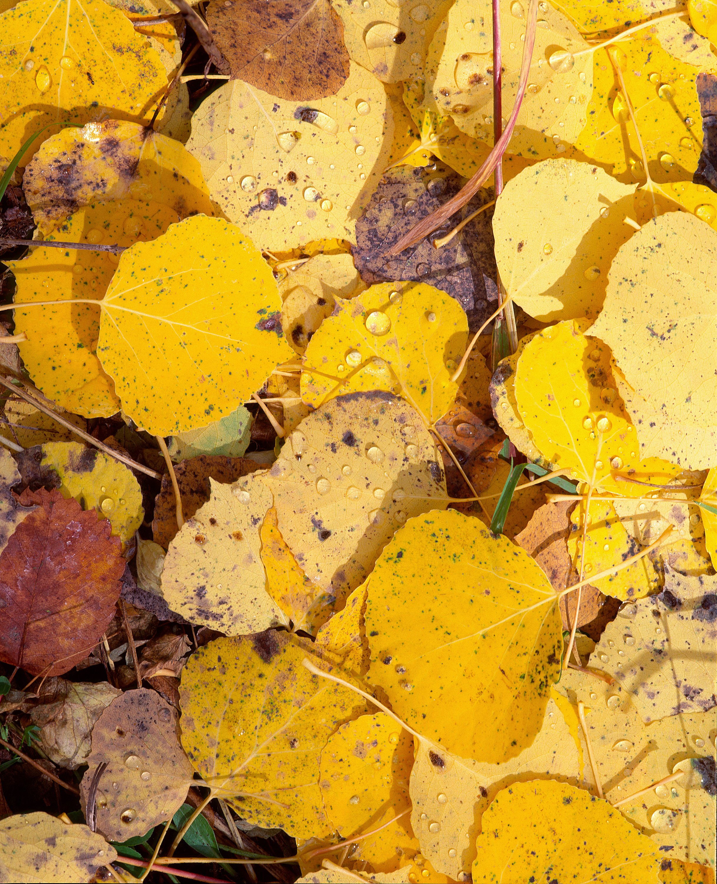 aspen leaves.jpg