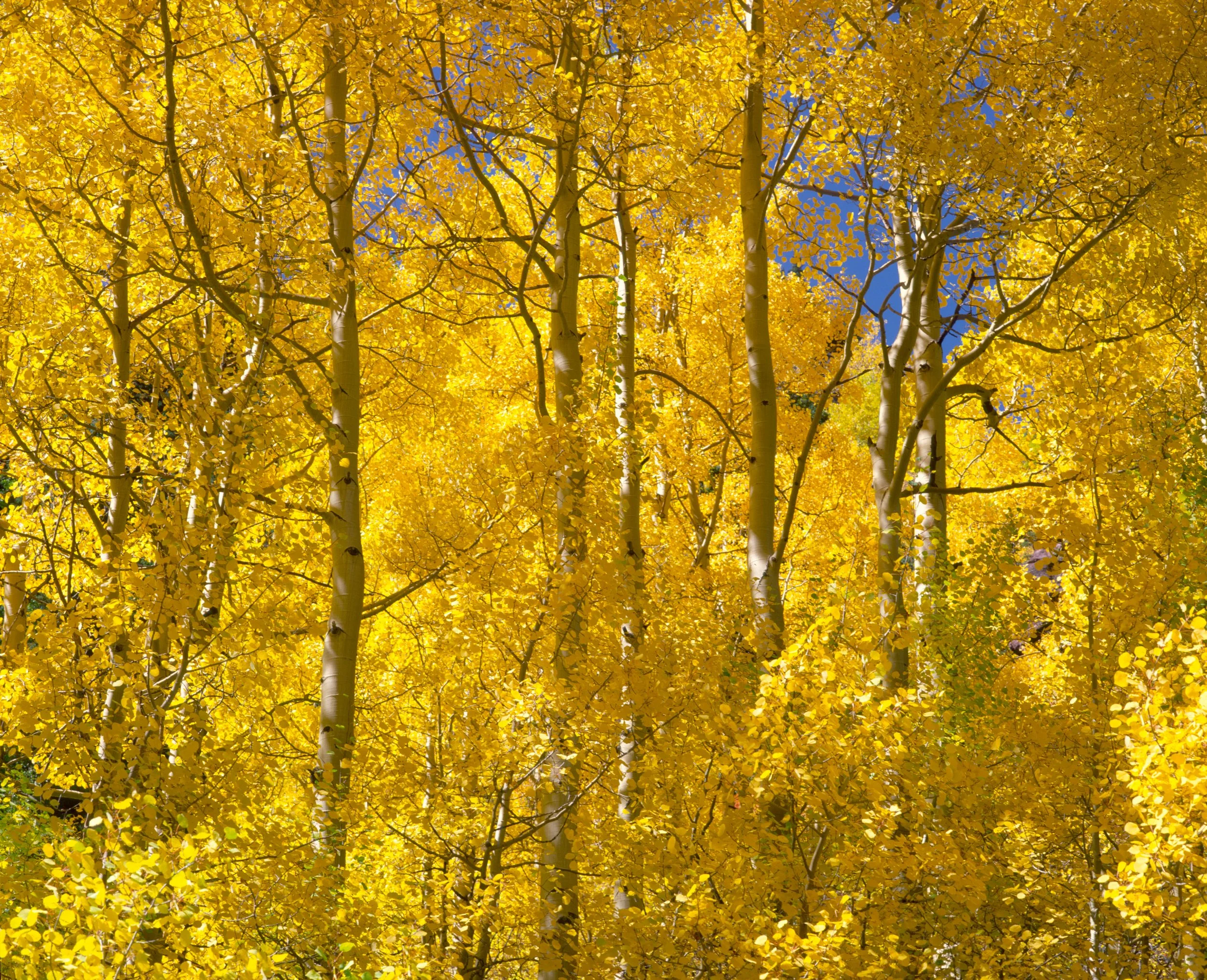 aspens telluride.jpg