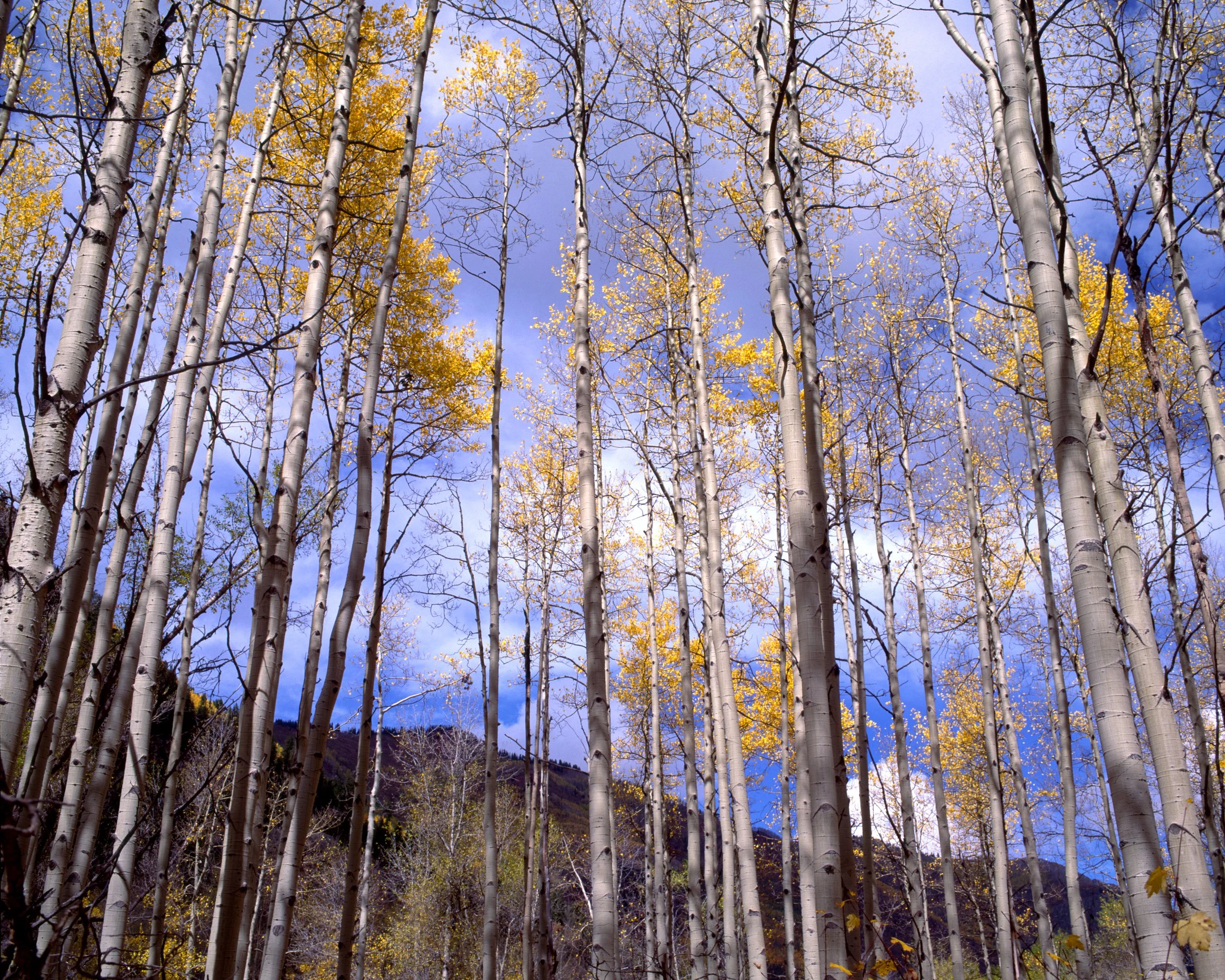 aspens-durango.jpg