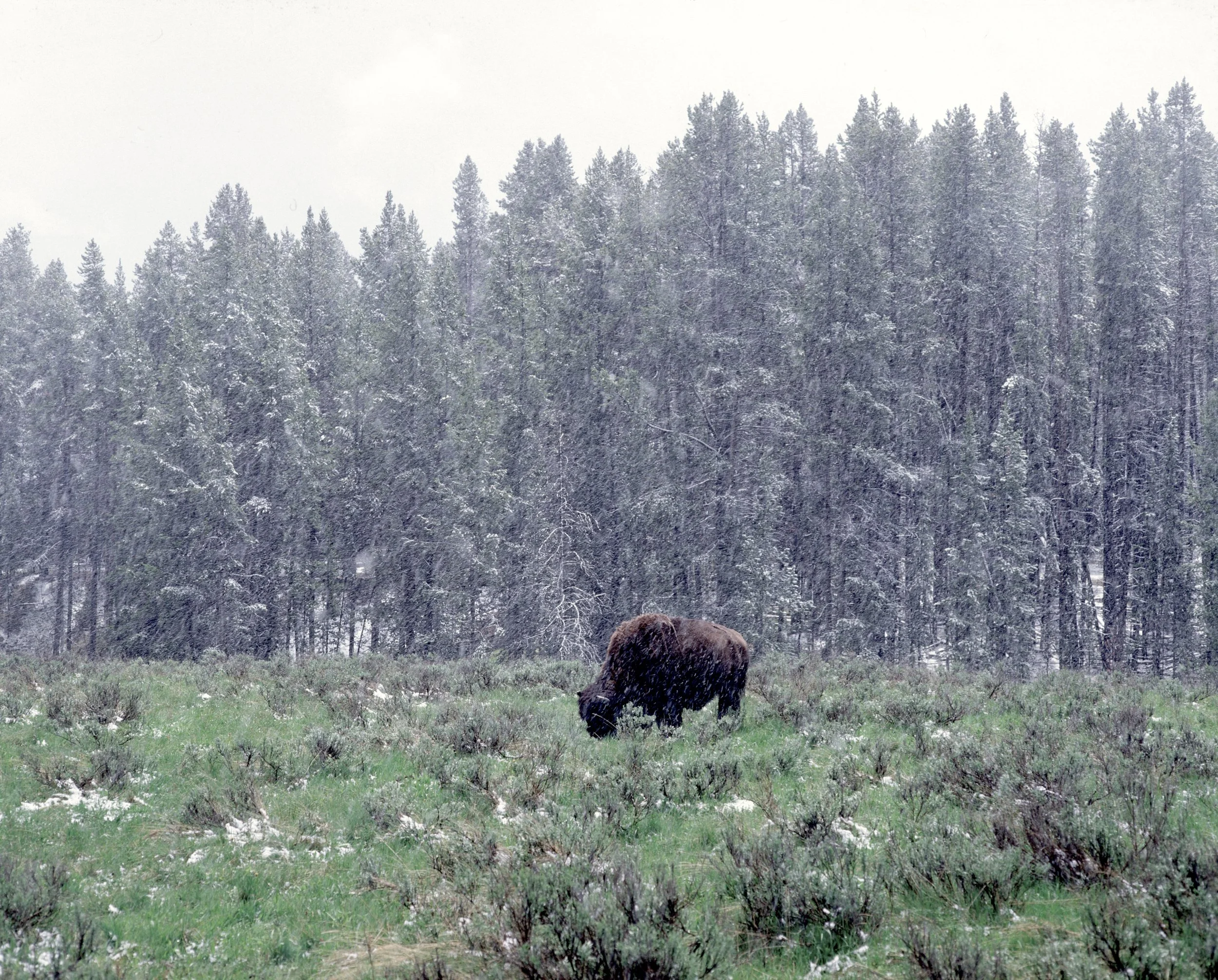 Yellowstone Bison.jpg