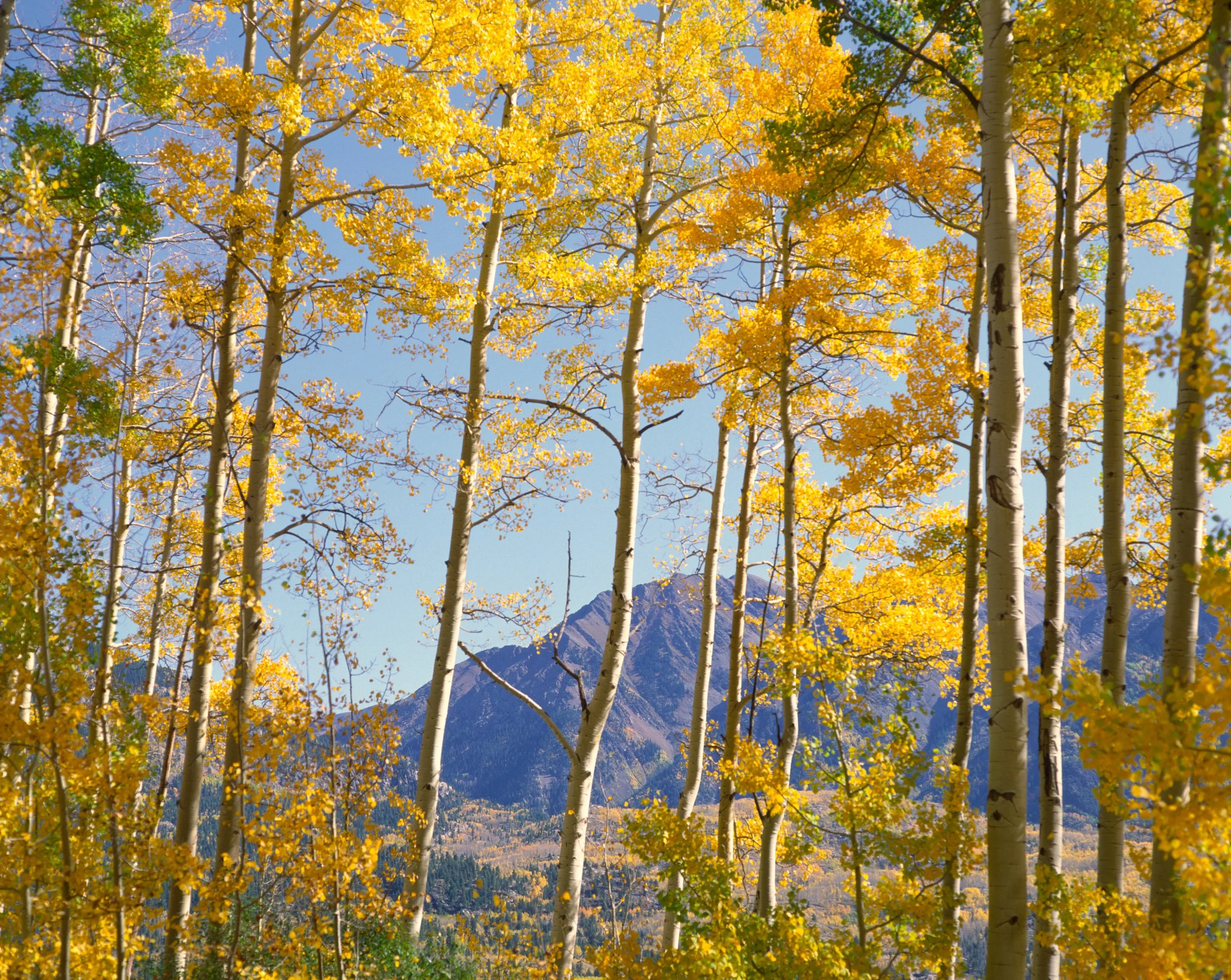 aspens-west-needles.jpg