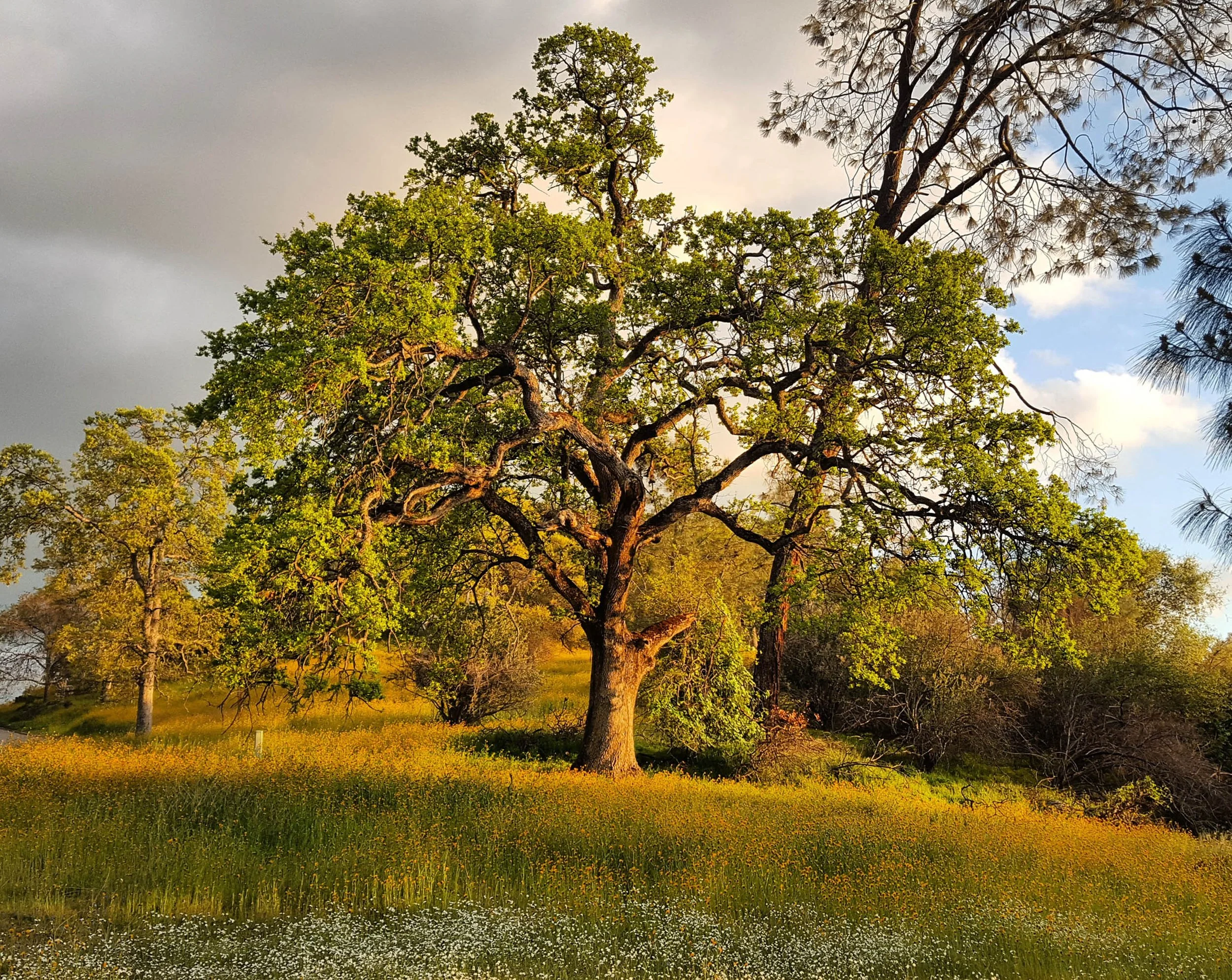 IMG_20200330_162012_229 copy.jpg