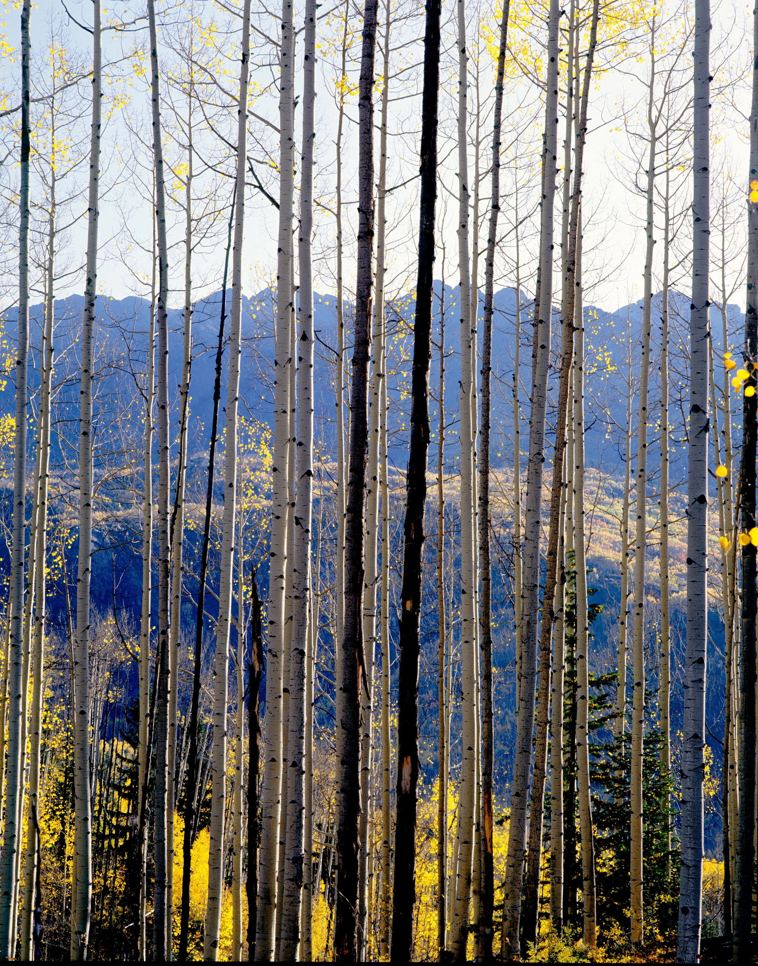 aspen-grove-west-needles sm.jpg