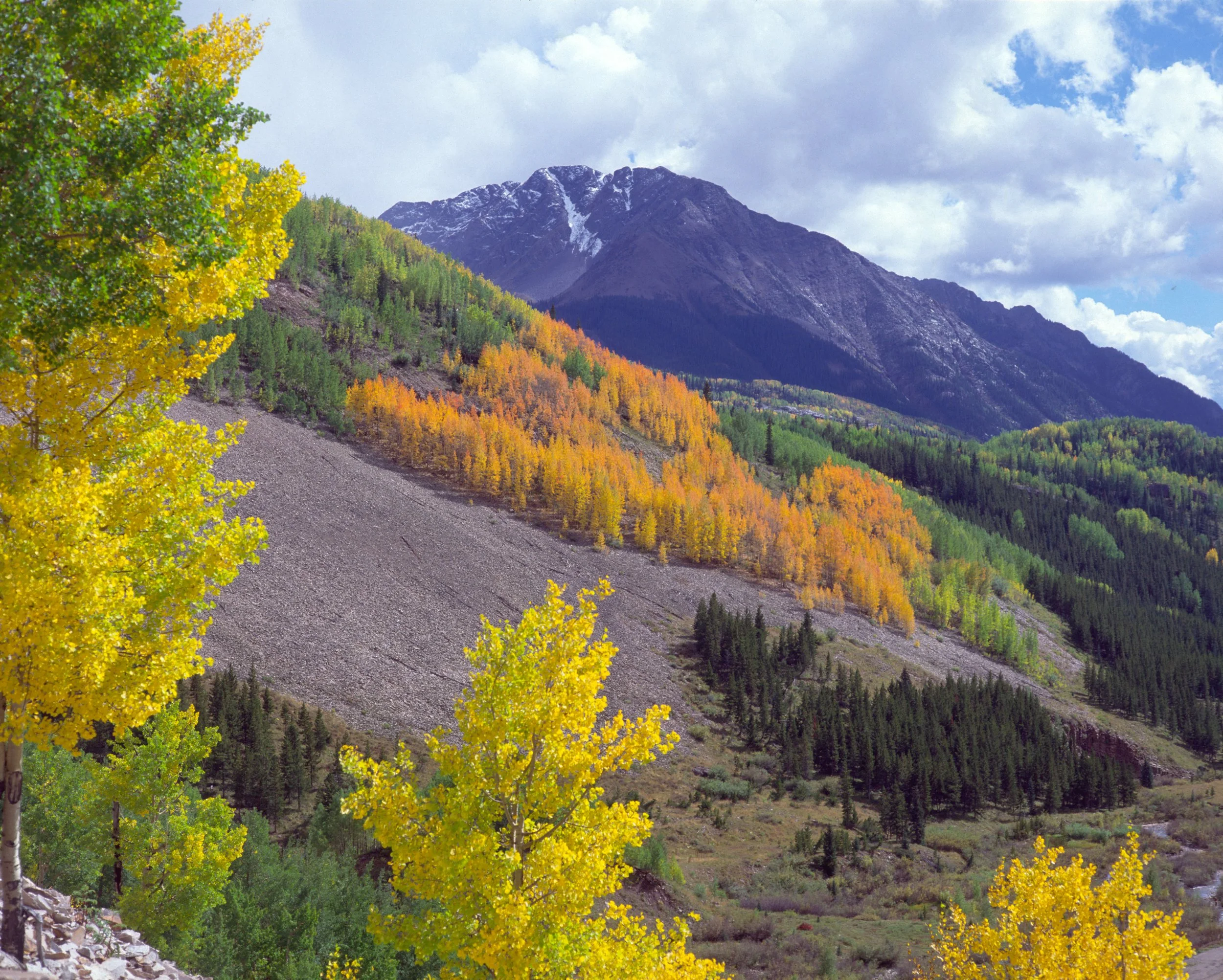 Highway-550 aspens.jpg