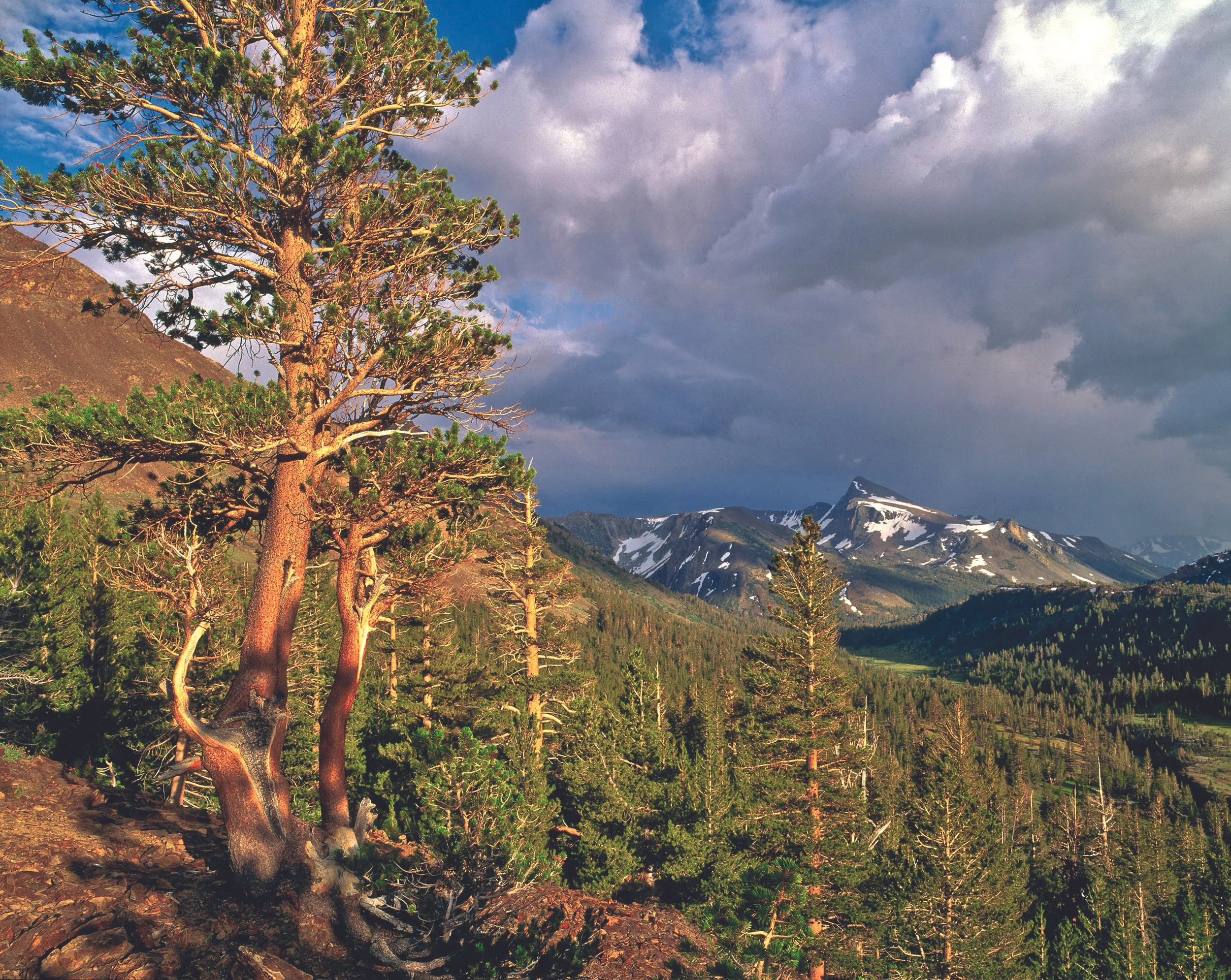 Mt Dana stormED 85xC.jpg