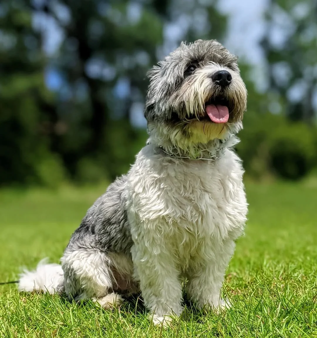 Michael Humphrey dog sitting tentatively