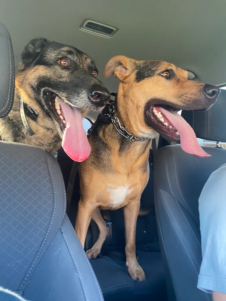 Two big dogs now great listeners