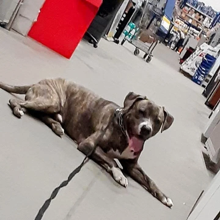 Luka at Lowes Training