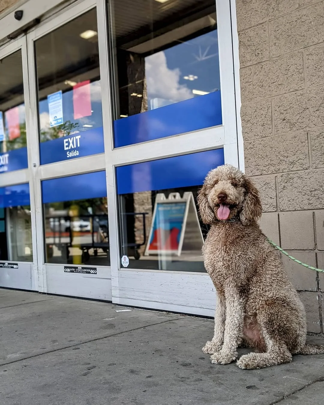 Pluto Standard Poodle at Lowes
