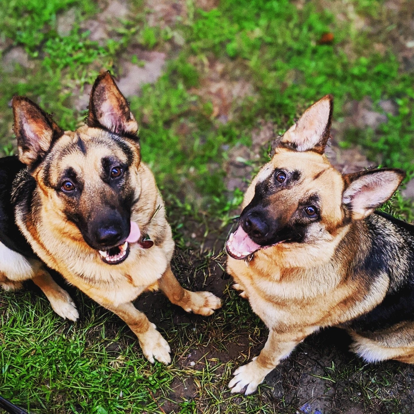 Two big dogs now great listeners