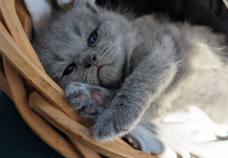 Gray kitten resting in a wicker basket, showing its paw.