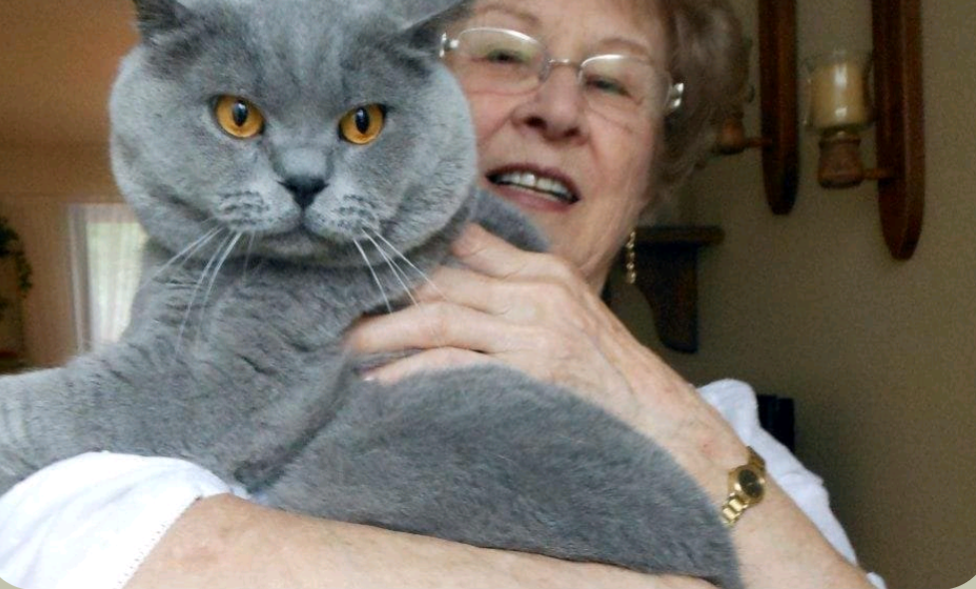 Elderly person holding a large gray cat with orange eyes indoors.