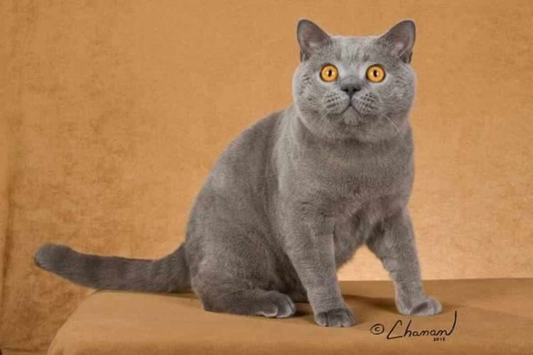 Blue British Shorthair cat with orange eyes sitting on a tan surface against a tan background.