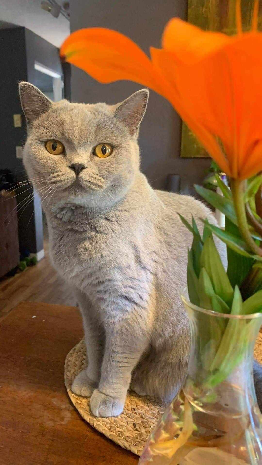 Lilac cat with orange eyes sitting on a table next to an orange flower in a vase.