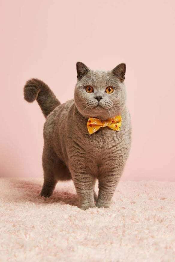 Blue British Shorthair cat wearing a yellow bow tie standing on a pink carpet with a pink background.