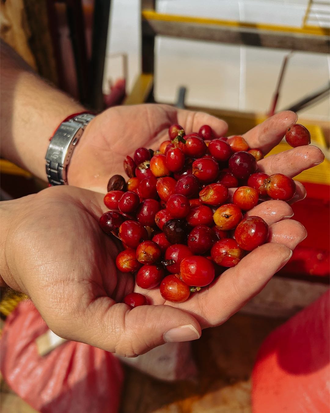 Cascara_Photo1.jpg
