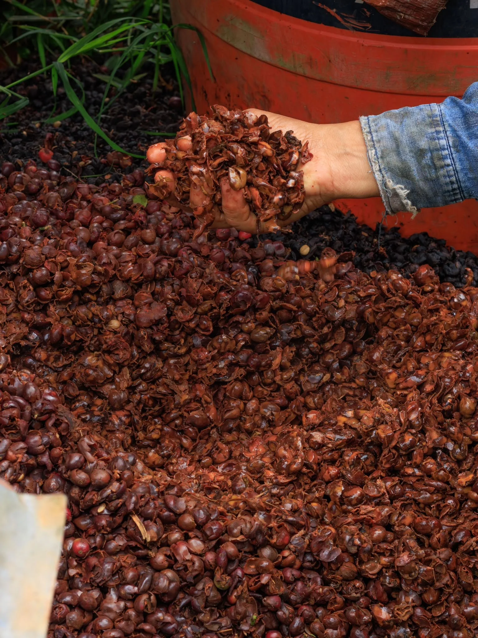 Cascara_Photo3.JPG