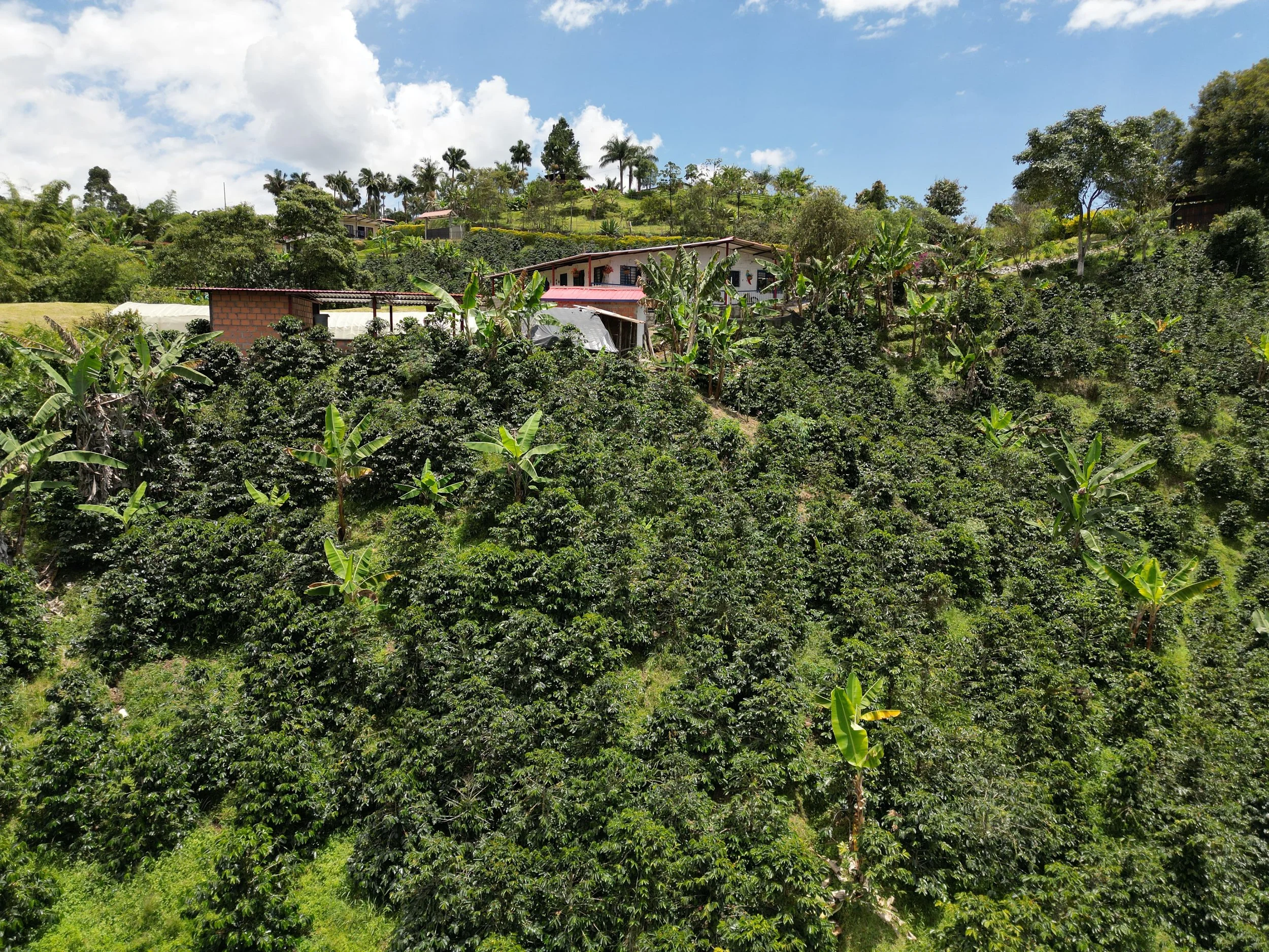 Finca.jpg