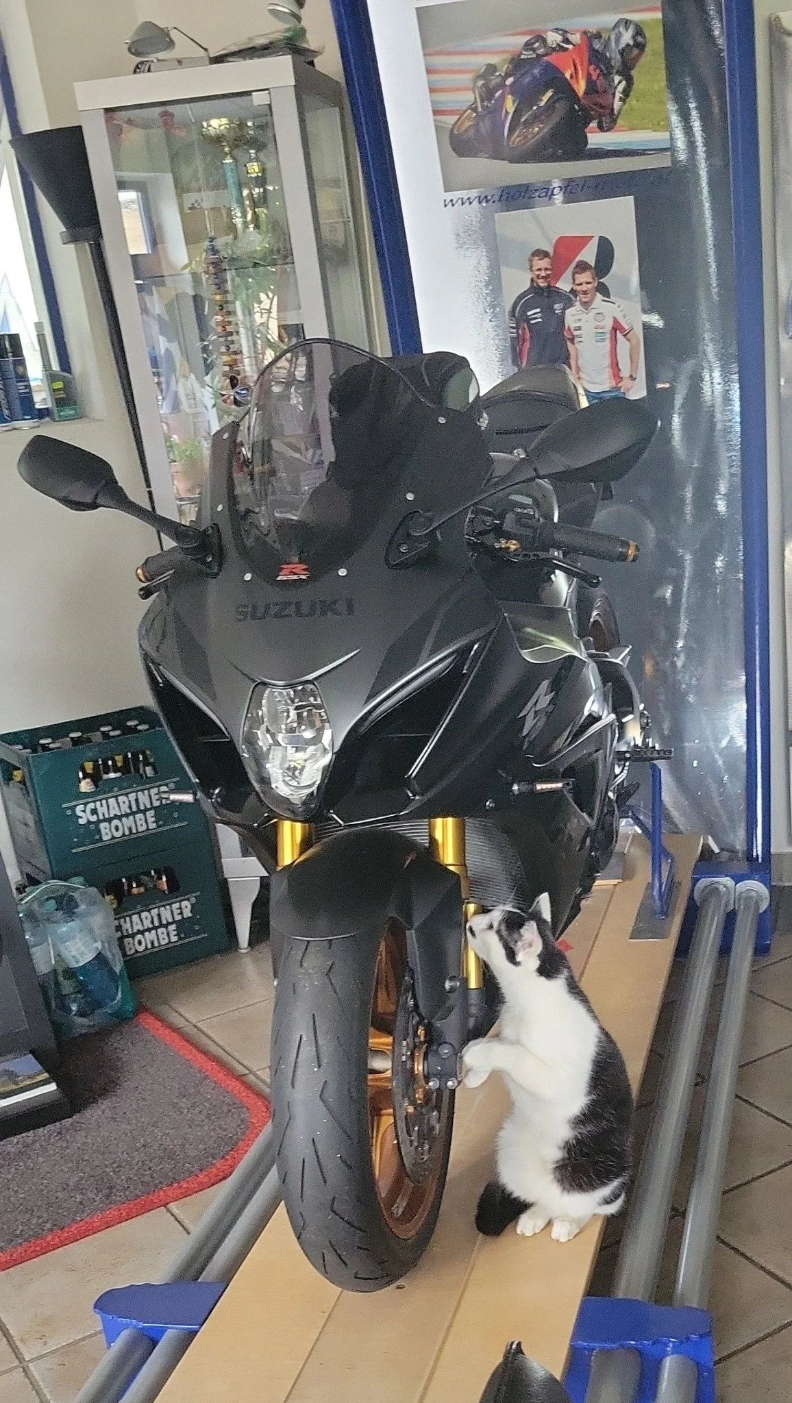 Schwarze Suzuki Motorrad auf einem Präsentationsständer mit einer schwarzen und weißen Katze, die die Vorderseite der Maschine berührt, in einem Raum mit Glasregal und Motorradfotos im Hintergrund.