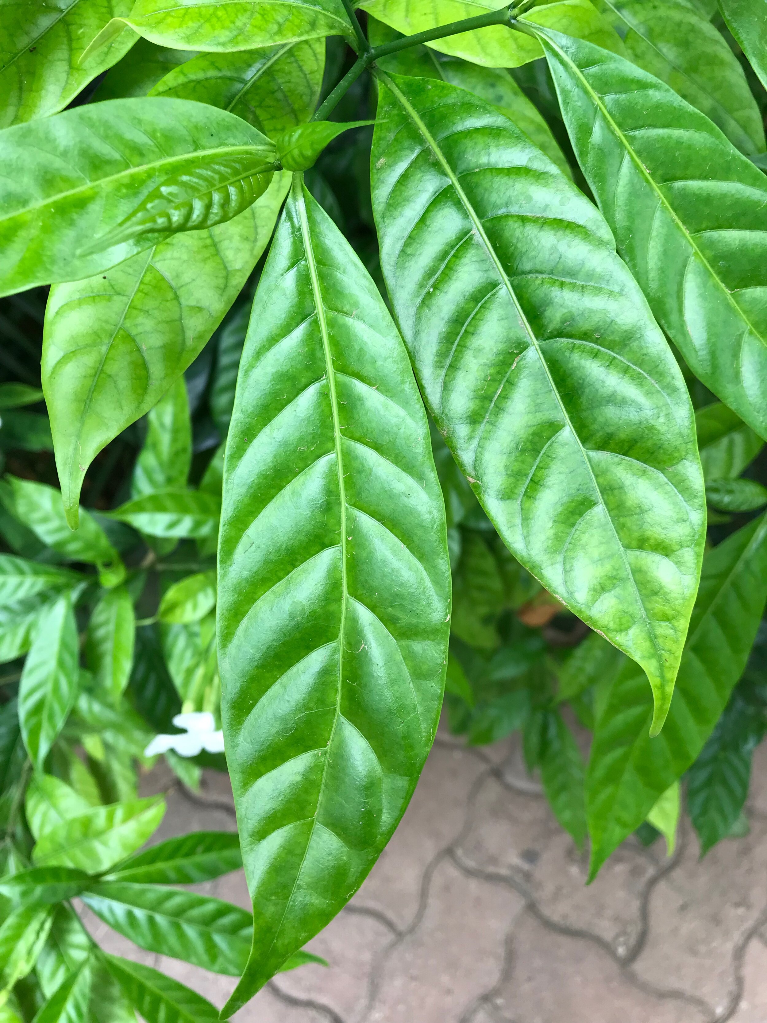 leaf shelly craig.jpeg