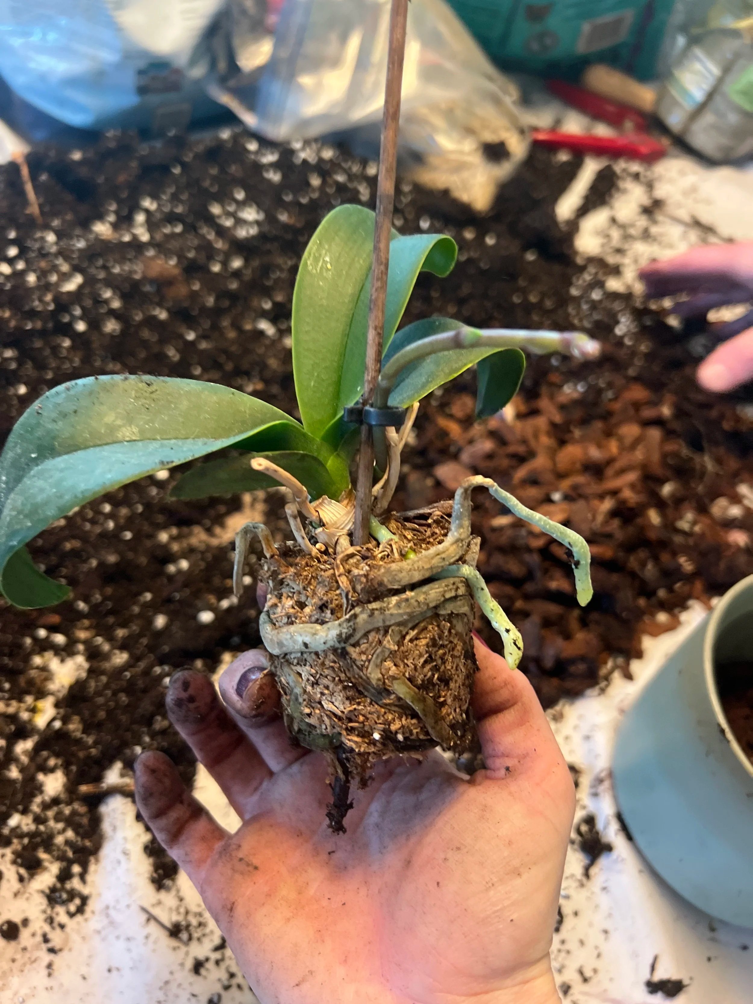 Fast Growth Isn’t Always Healthy