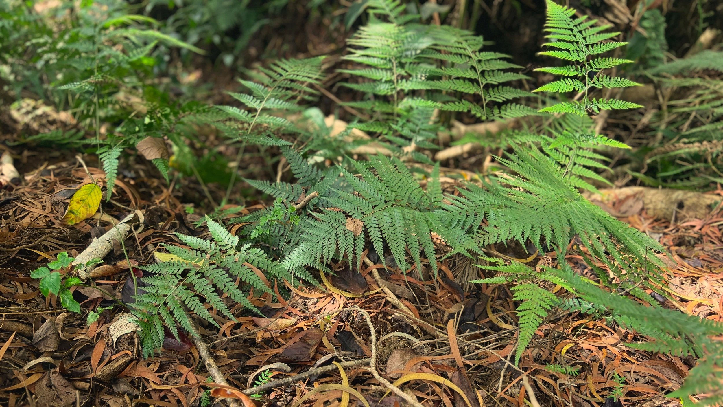 Vibrant green ferns growing in nature, symbolizing connection, collaboration, and rooted growth.