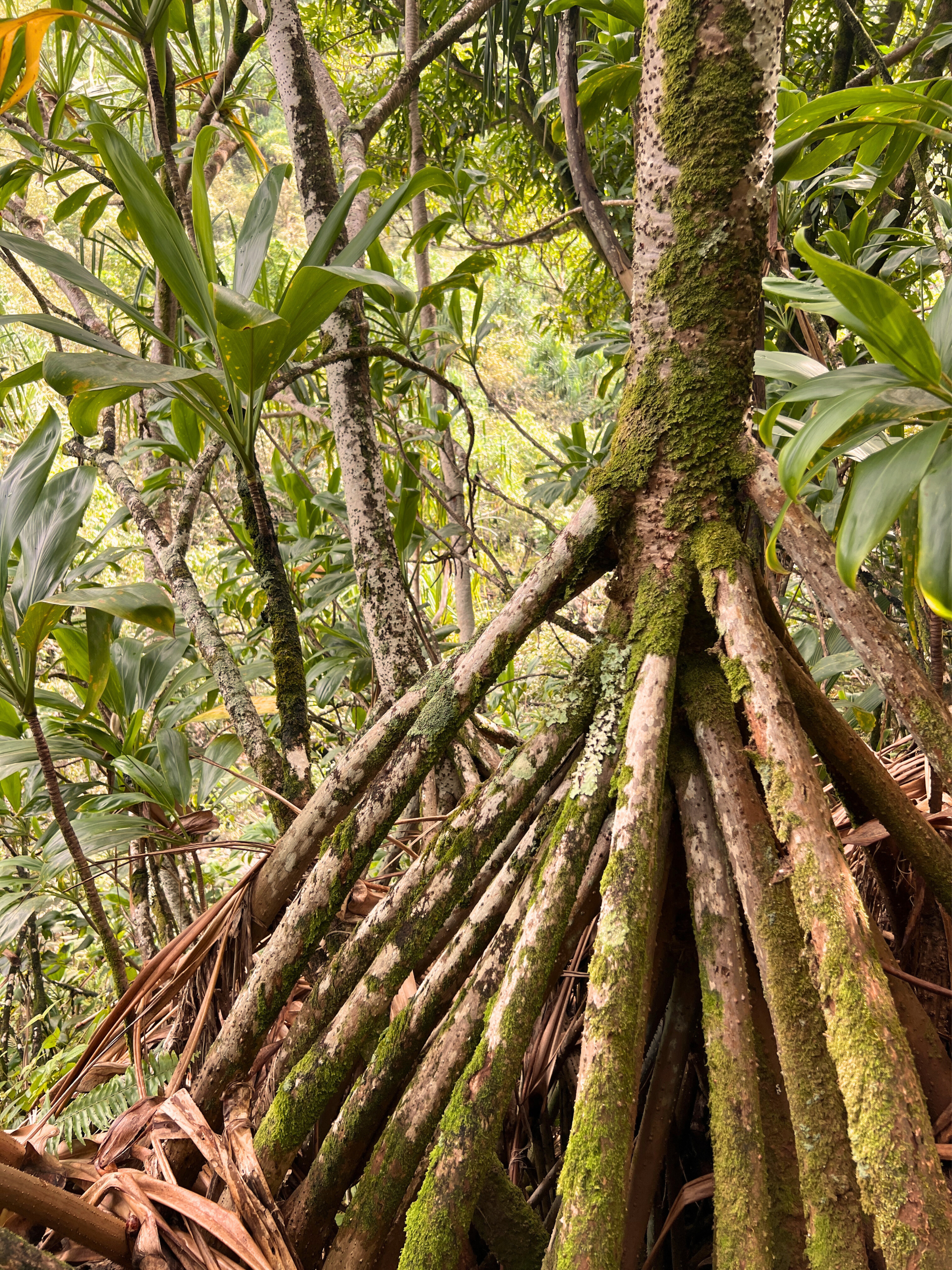 Lush forest in Kauai with roots and canopy representing interconnected ecosystems and intentional growth.