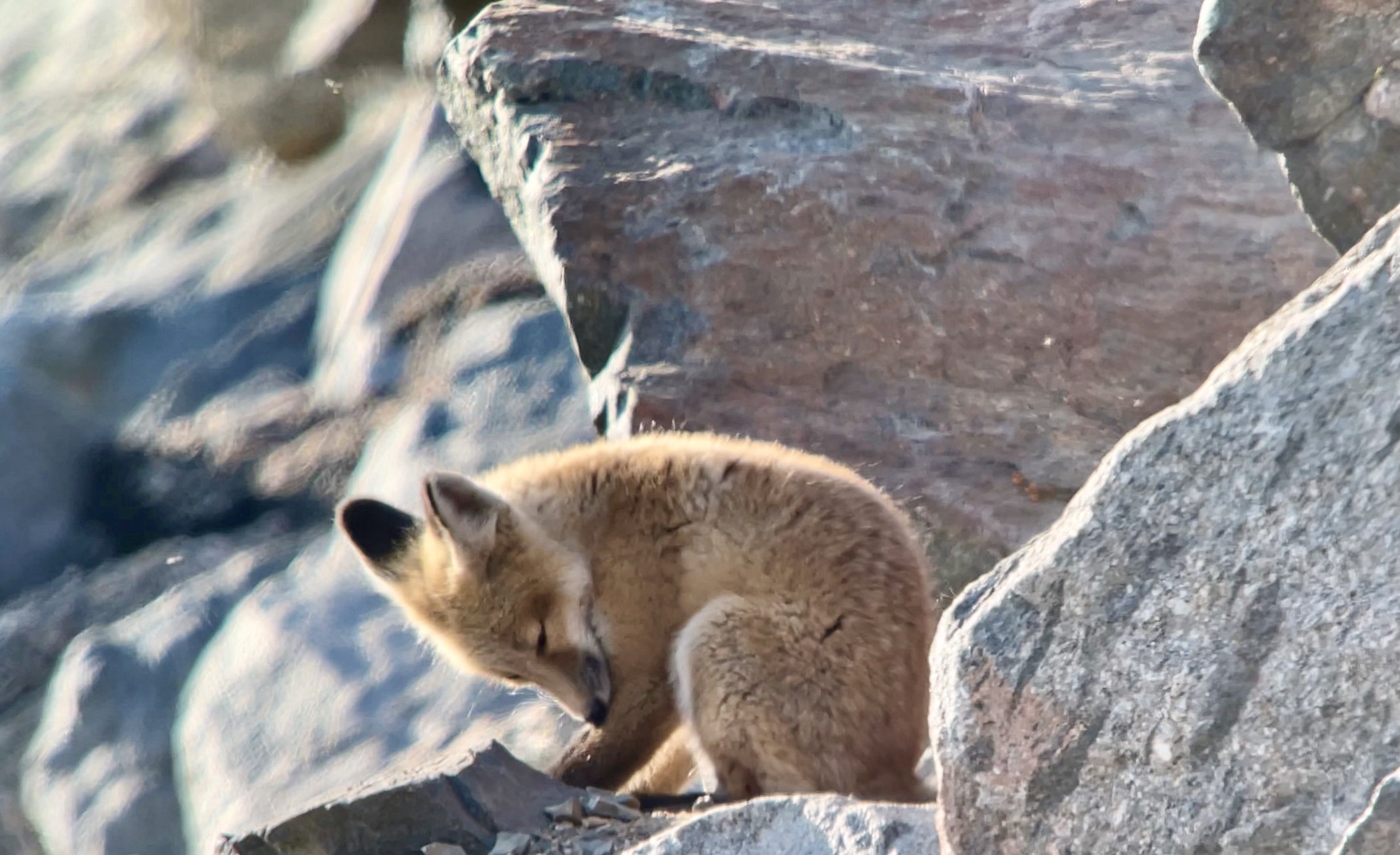 A small red fox sitting on a boulder on a rocky slope.