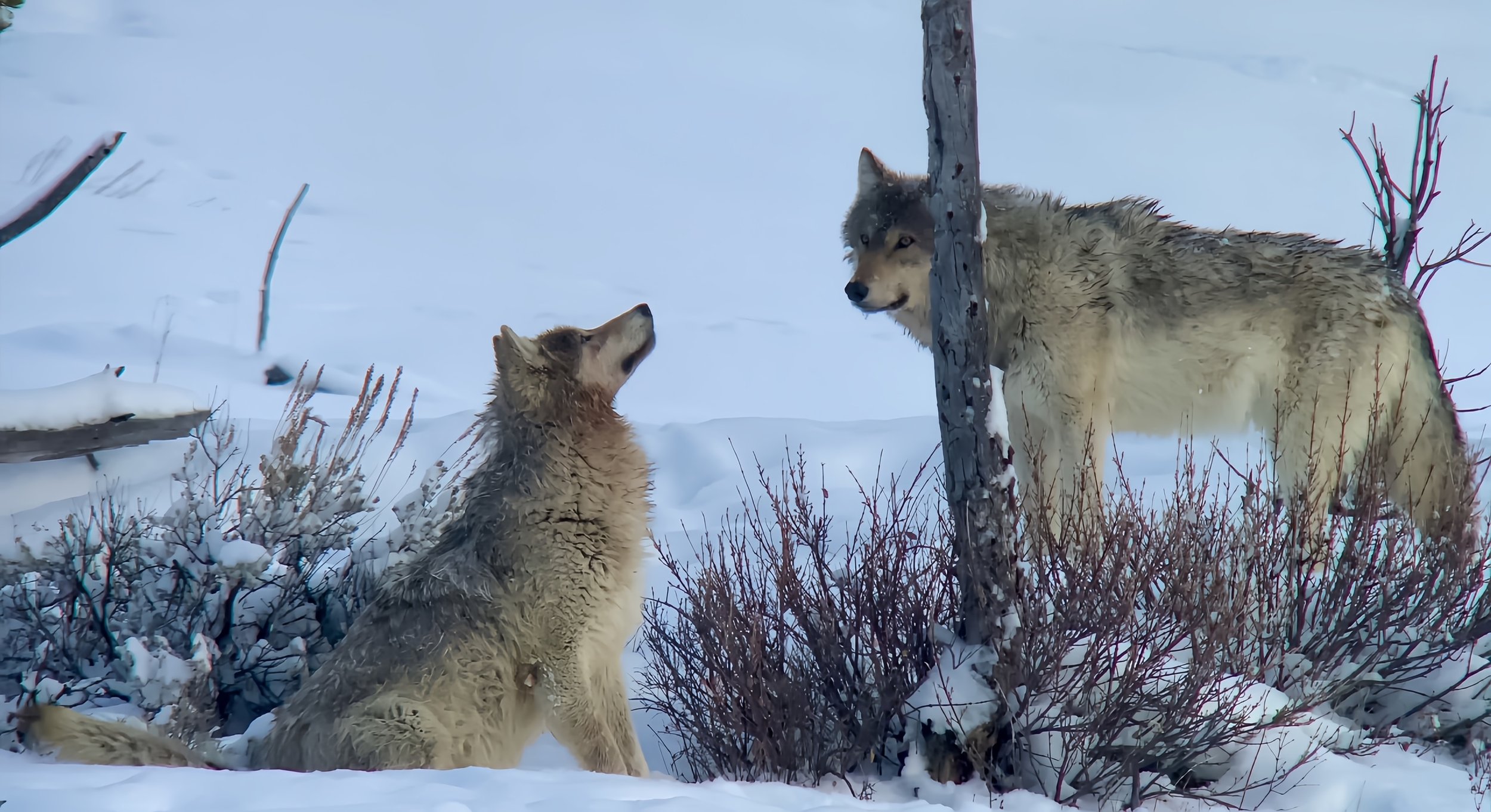 Two gray wolves, one sitting and one standing, in the snow.