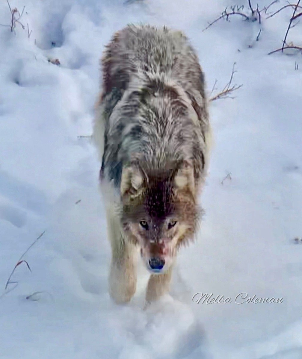 A gray wolf with blood-stained nose walking through snow.