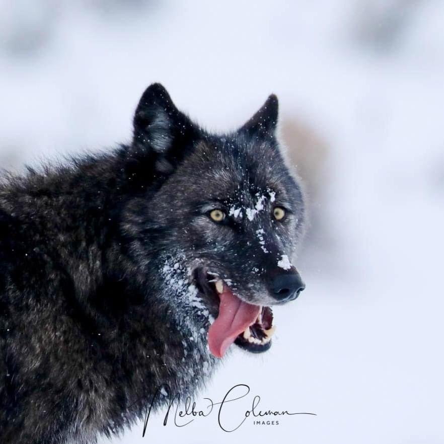 A close-up of a black-colored wolf with yellow eyes hanging its tongue out of its mouth on a snowy day.