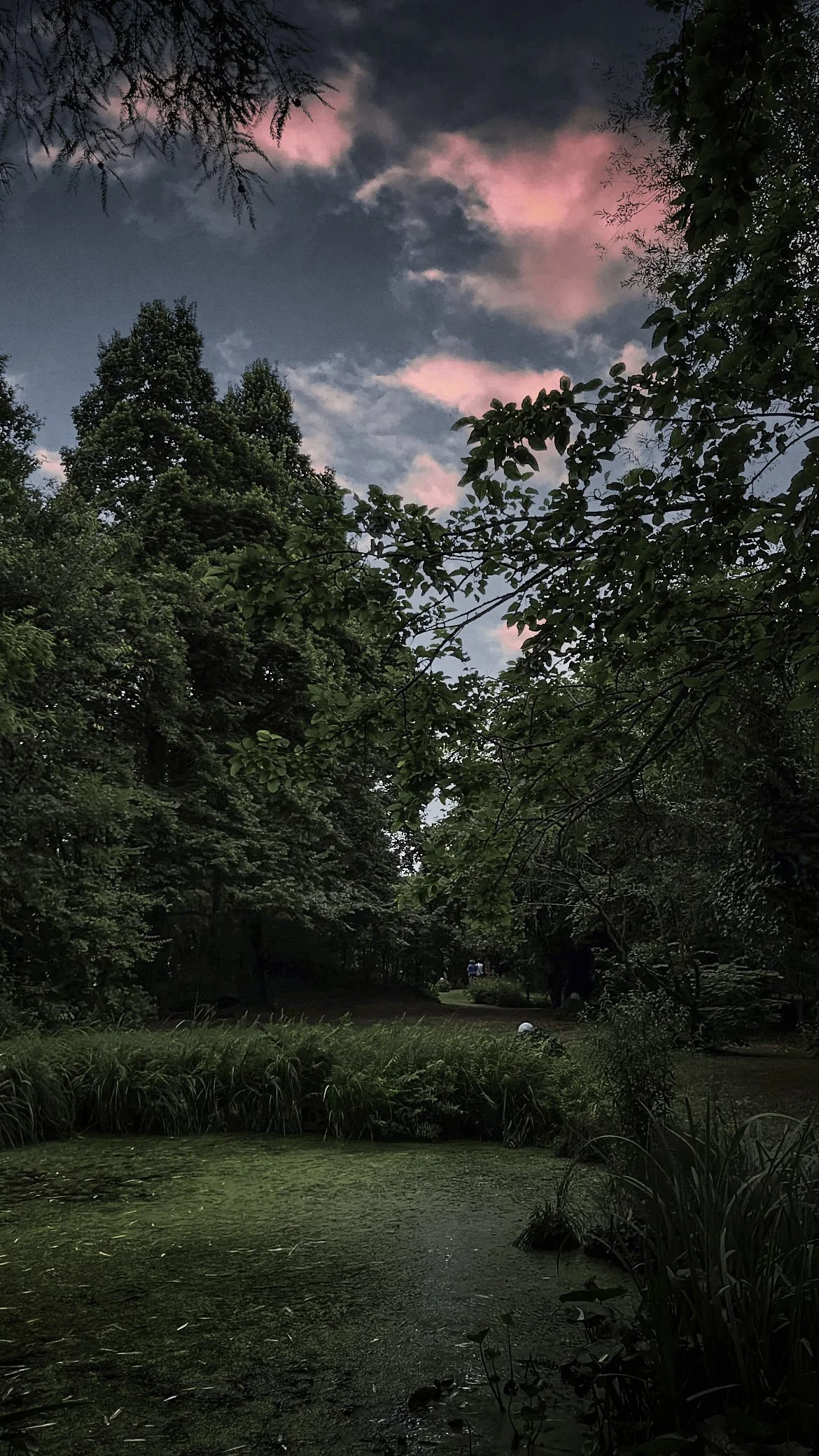 Paesaggio naturale con alberi, una pozzanghera d'acqua ricoperta di alga, e un cielo al tramonto con nuvole rosa.