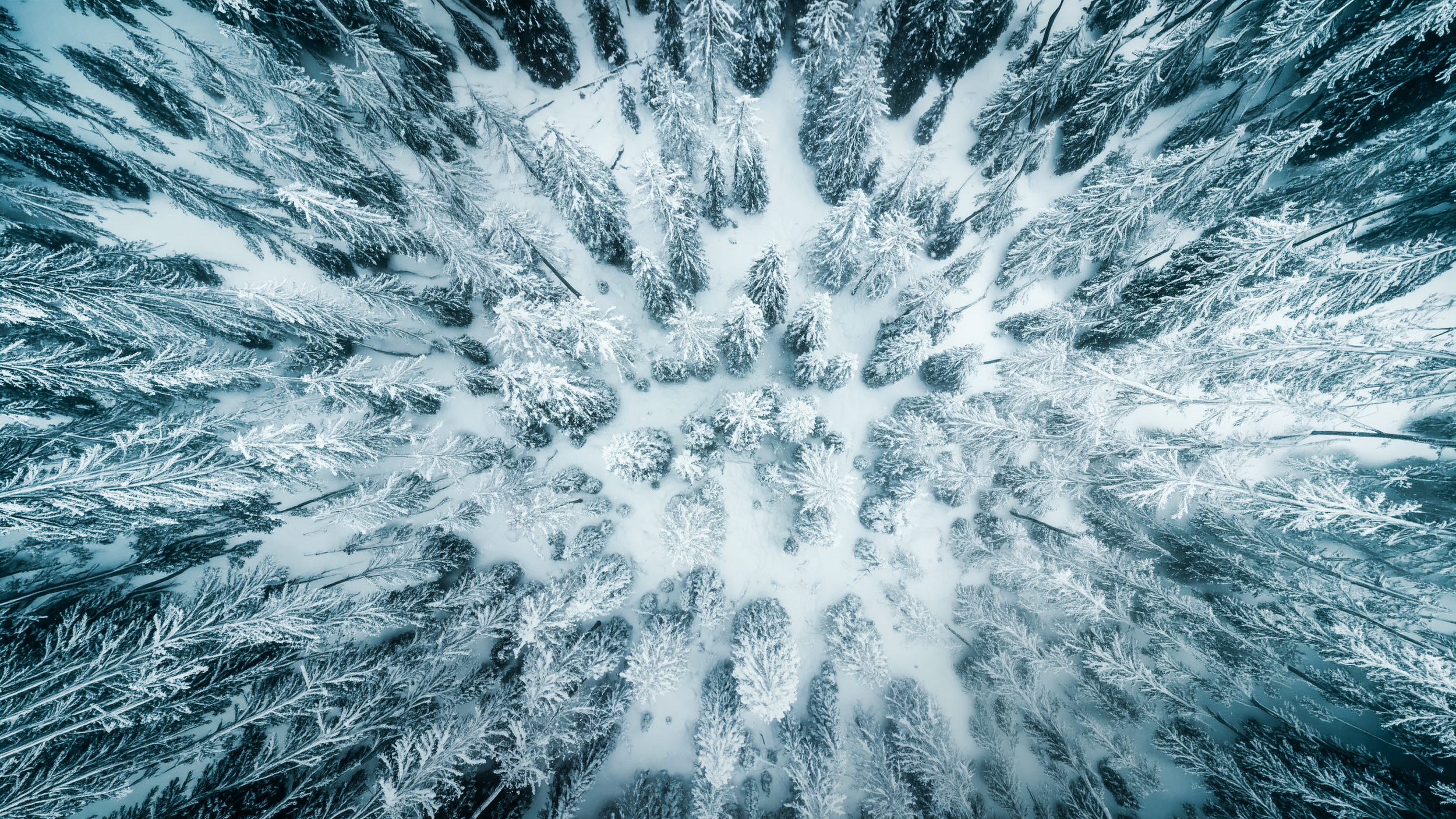 Veduta aerea di una foresta innevata con alberi sparsi, coperti di neve, vista dall'alto in inverno