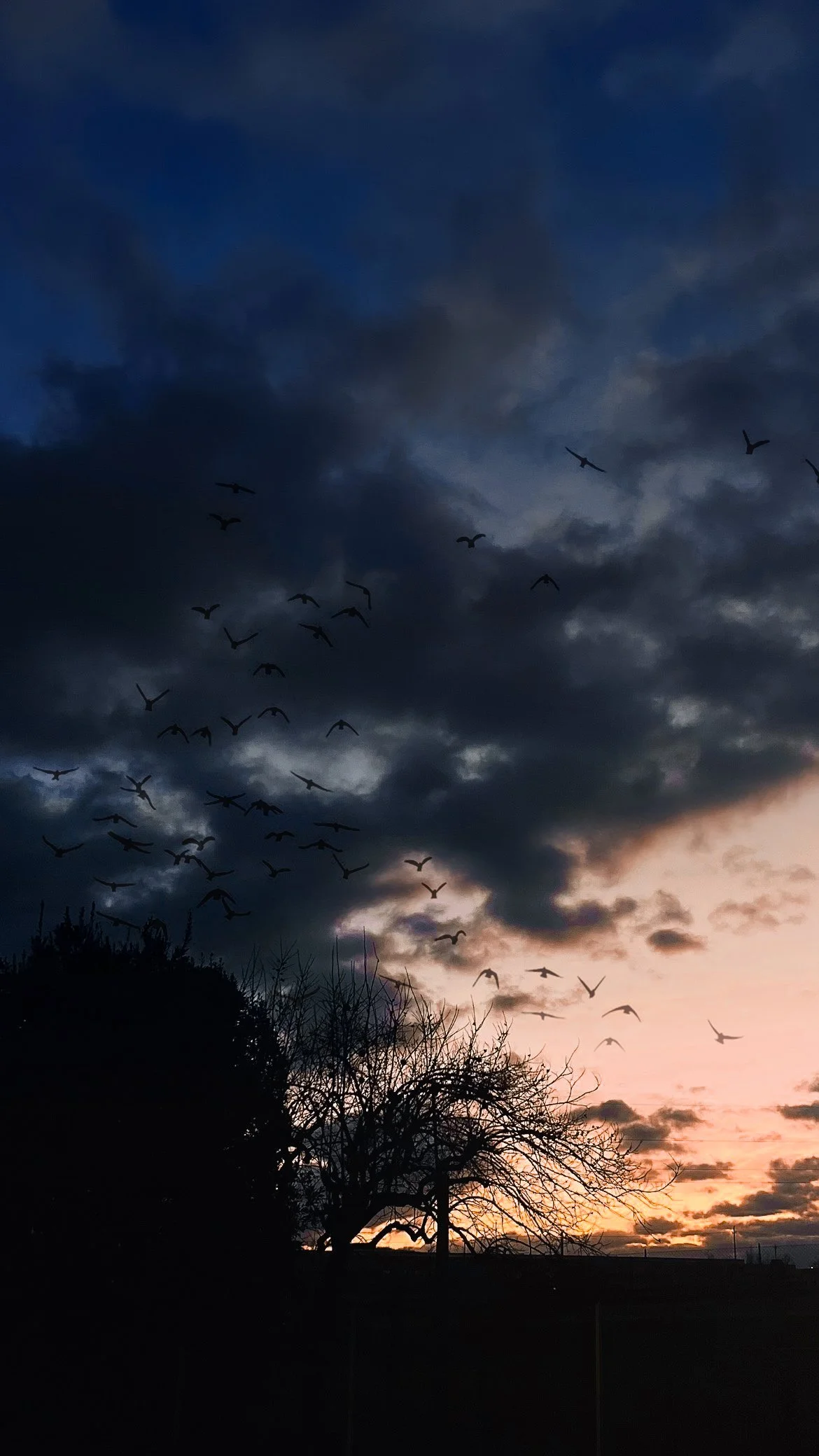 Un tramonto con nuvole scure nel cielo e molte rondini in volo sopra alberi senza foglie.