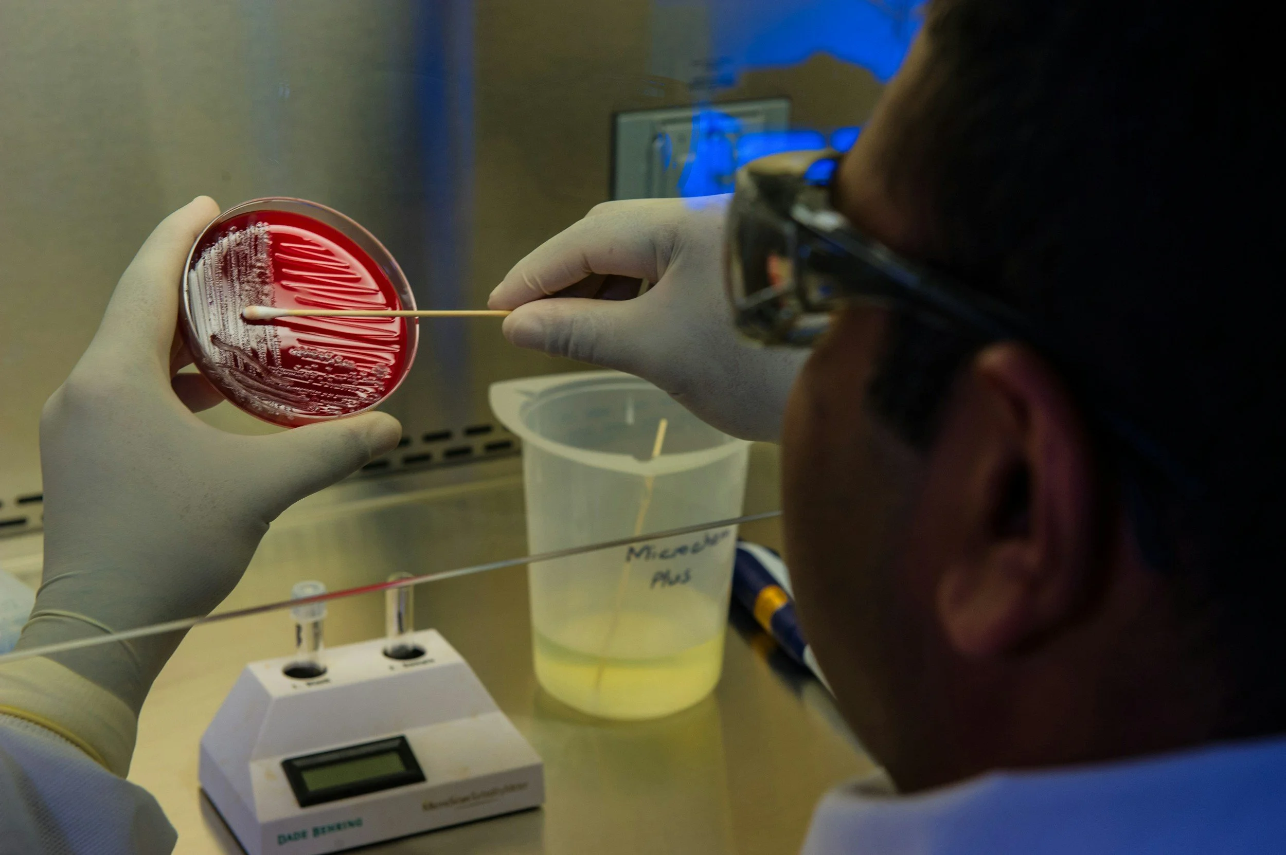 A scientist wearing gloves and protective glasses conducts a microbiology experiment using a petri dish with red agar. The scientist is using a cotton swab or loop to apply or sample bacteria on the petri dish, which is placed on a laboratory work surface near a microbiology culture jar and a digital thermometer or temperature device.
