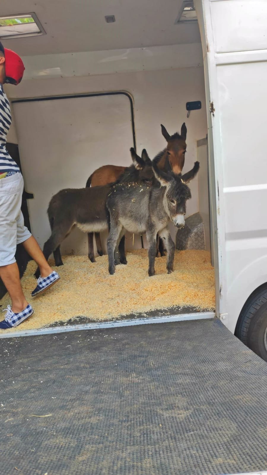 3-Donkeys-10.jpeg
