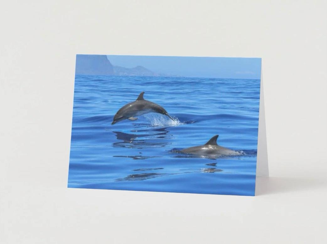 1 Dolphin Vibes card