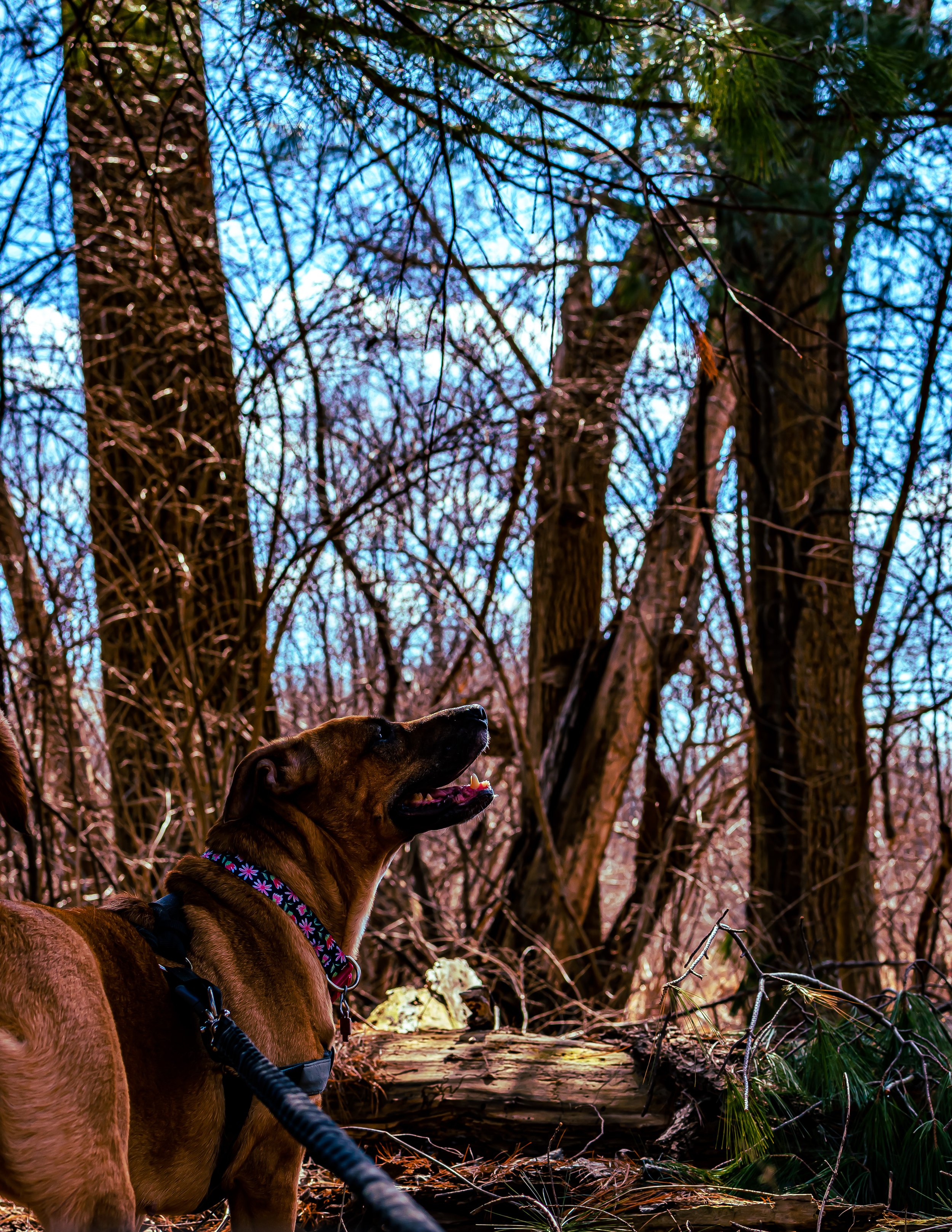 DSC_0731.jpg
