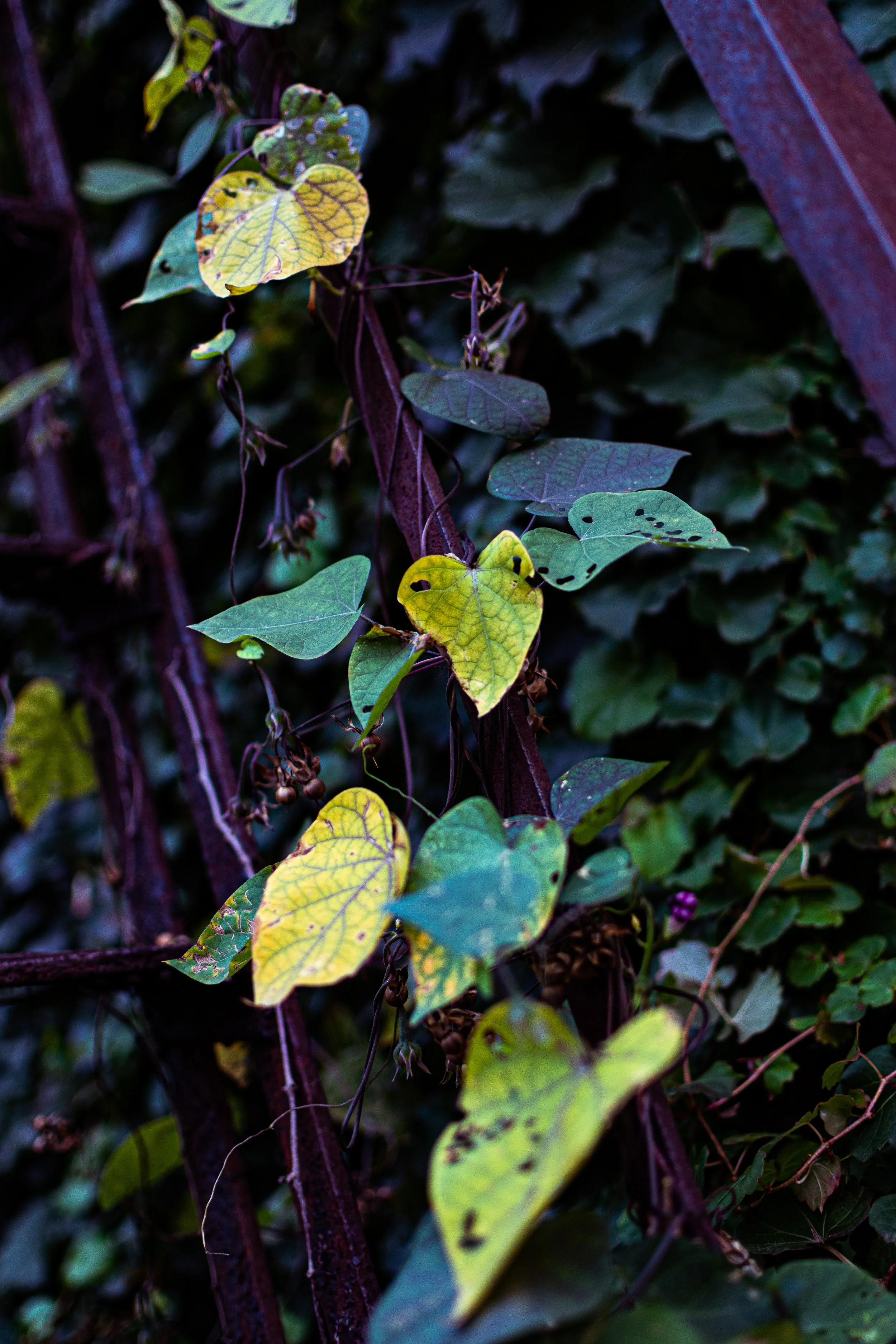 DSC_017943.jpg