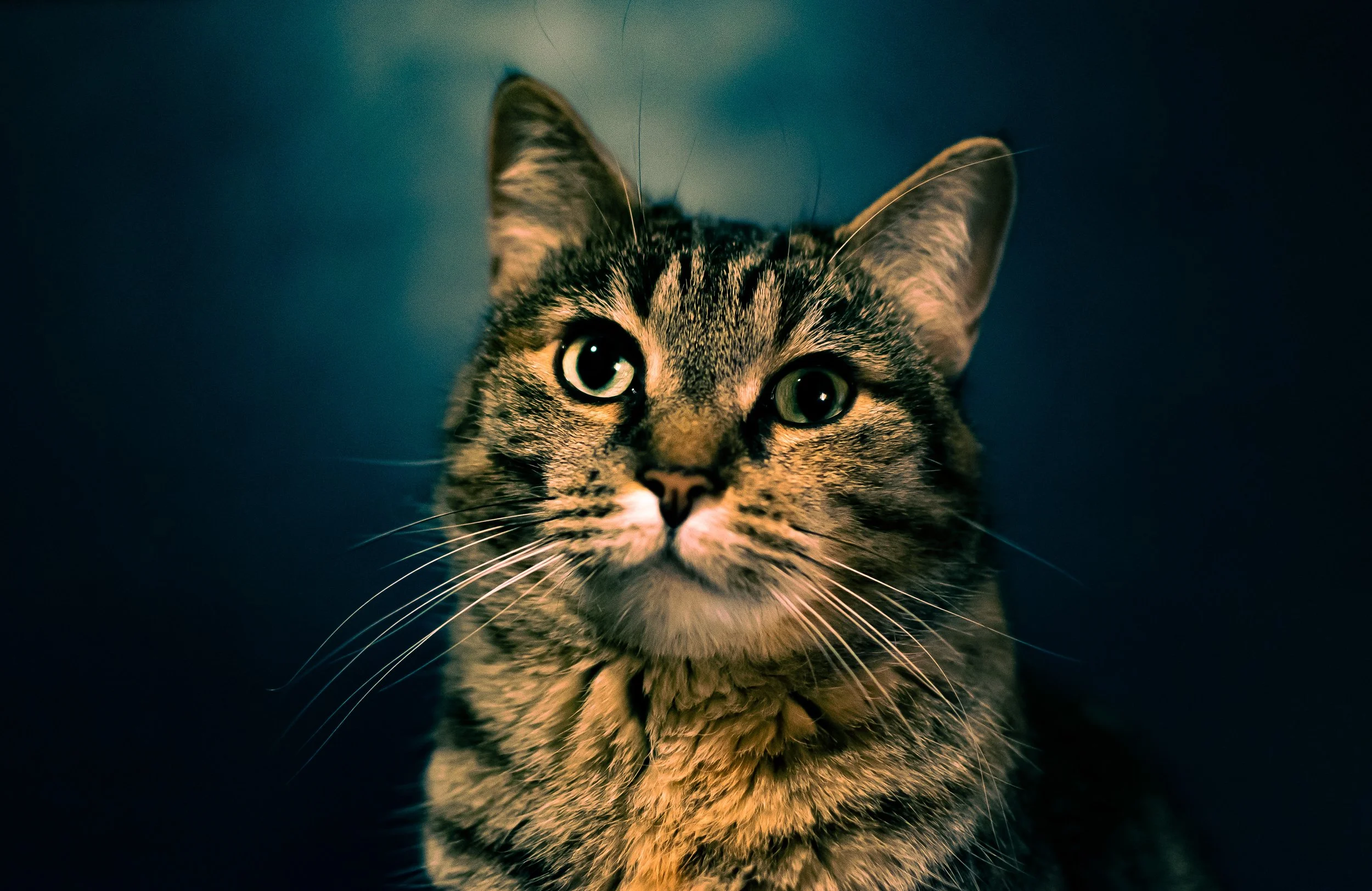 DSC_0037.jpg